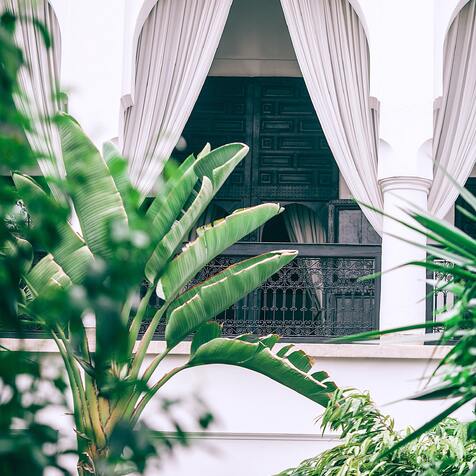 Plantas de exterior