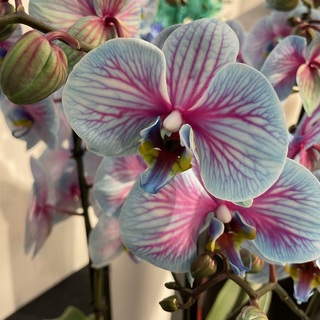 Flores y plantas - Exportación internacional