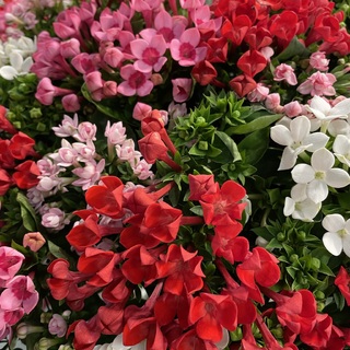 Flores y plantas - Exportación internacional