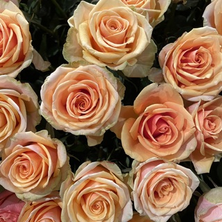 Flores y plantas - Exportación internacional
