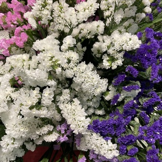 Flores y plantas - Exportación internacional